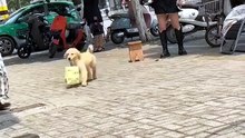 Golden Retriever helping its owner carry takeout:  Mommy just bought some fruit salad, she'll definitely share some with me when we get home, just thinking about it makes me happy 🐾