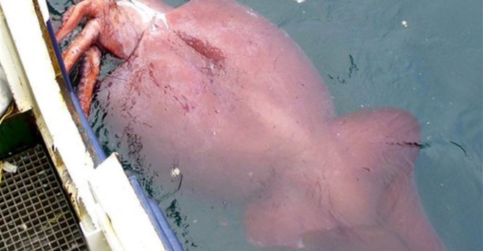A closer look at the 10 largest squid species in the world