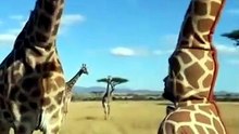 Even the Real Animals Got Confused 😭🐾”so funny😂😂😂😝😝😝🤣🤣🤣….. #funnyanimals #prank #funnyvideos #anima