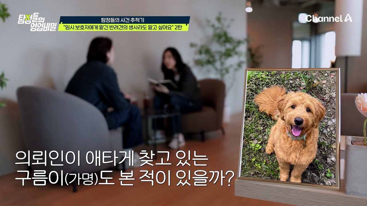 말 안 듣는다고 반려견 발로 차기?! 학대 일삼던 임시 보호자의 실체
