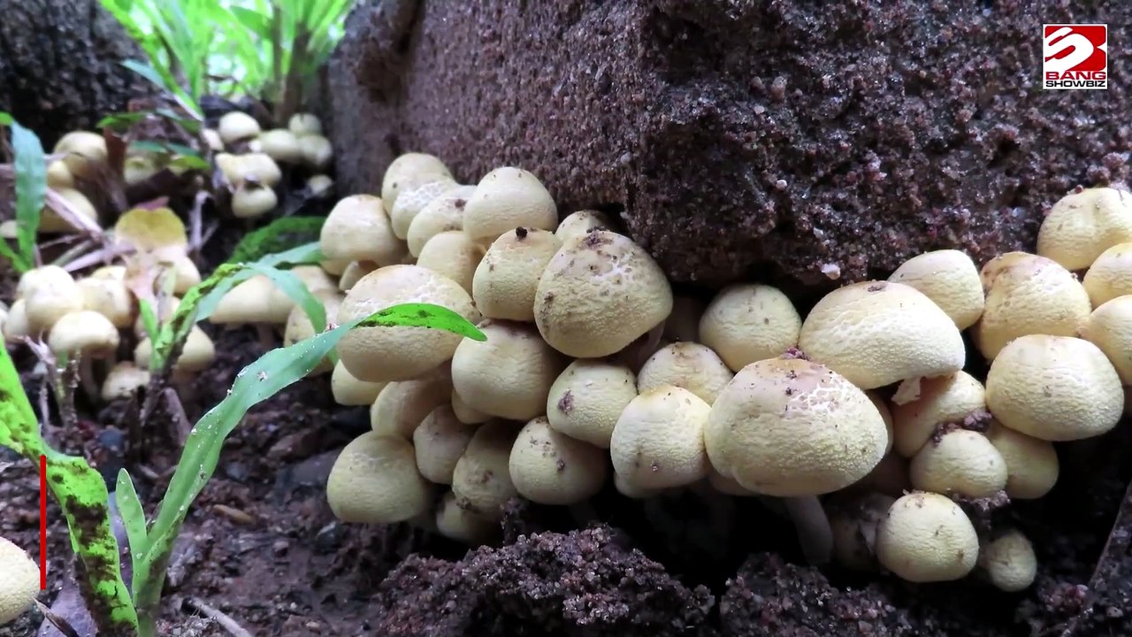 Ein einziger Trip mit Magic Mushrooms verändert das Gehirn