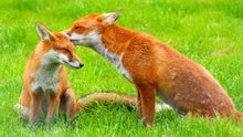Meet 12 of the Most Wholesome Wild Animals