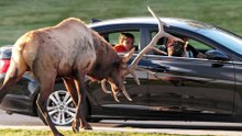 Meet the seven largest deer species roaming America's forests