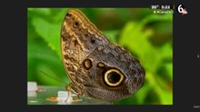 ¿Por qué dibujamos mal a las mariposas?