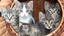 12 Subtle Traits That Separate Kittens from Adult Cats