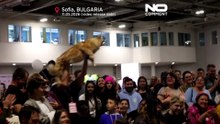 Международный кошачий конкурс: в Софии собираются «самые красивые коты Европы»