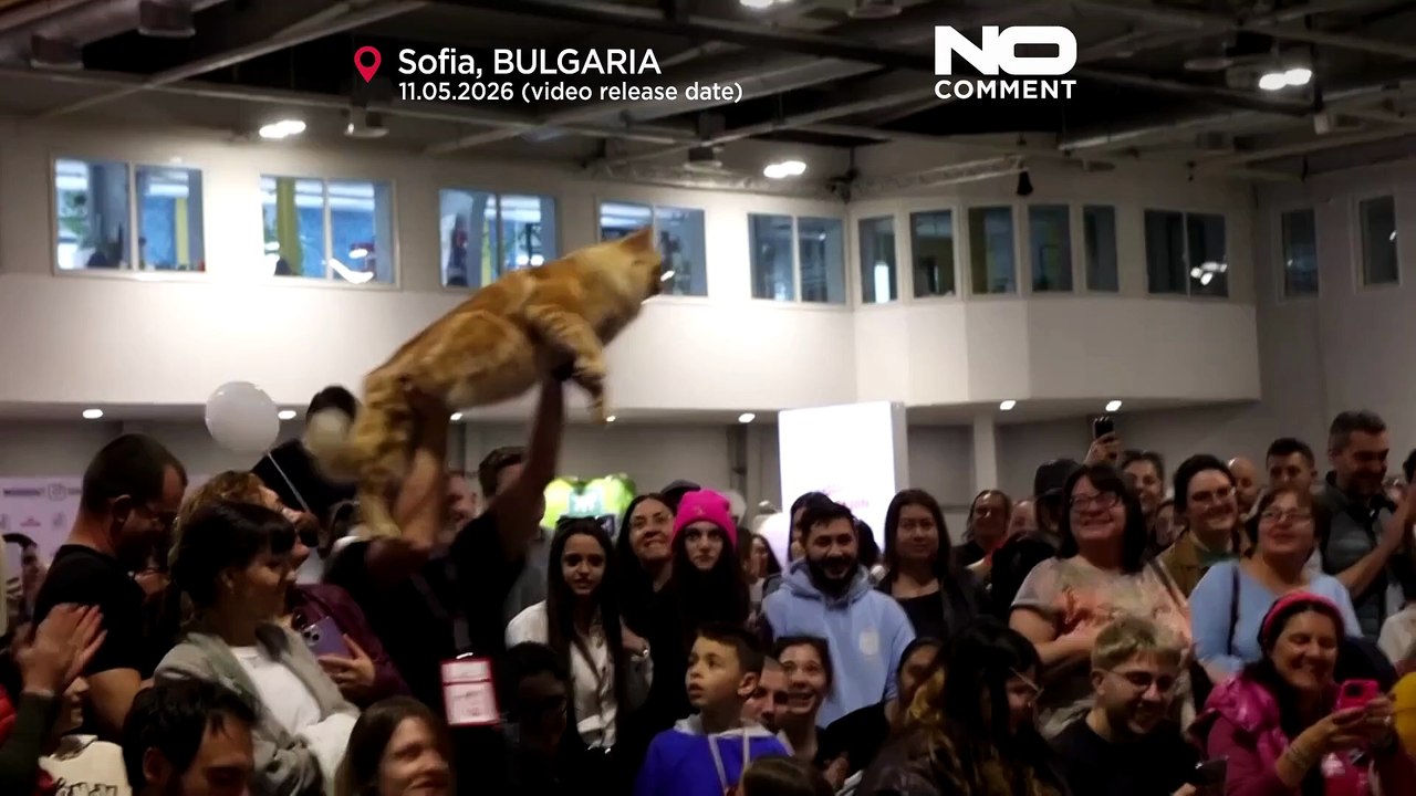Internationale Katzenschau: Europas schönste Katzen treffen sich in Sofia