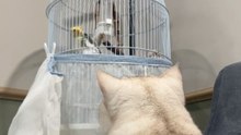 Cute pets