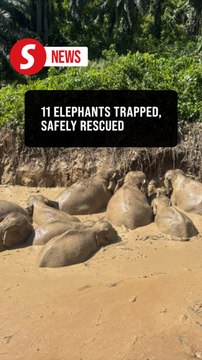 Herd of 11 elephants rescued from abandoned pond in Kinabatangan