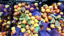 Erkenci hasat için kollar sıvandı: Bahçede kilosu 80 TL