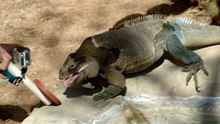 Target Training for Iguanas: Boost Mental Stimulation and Foraging