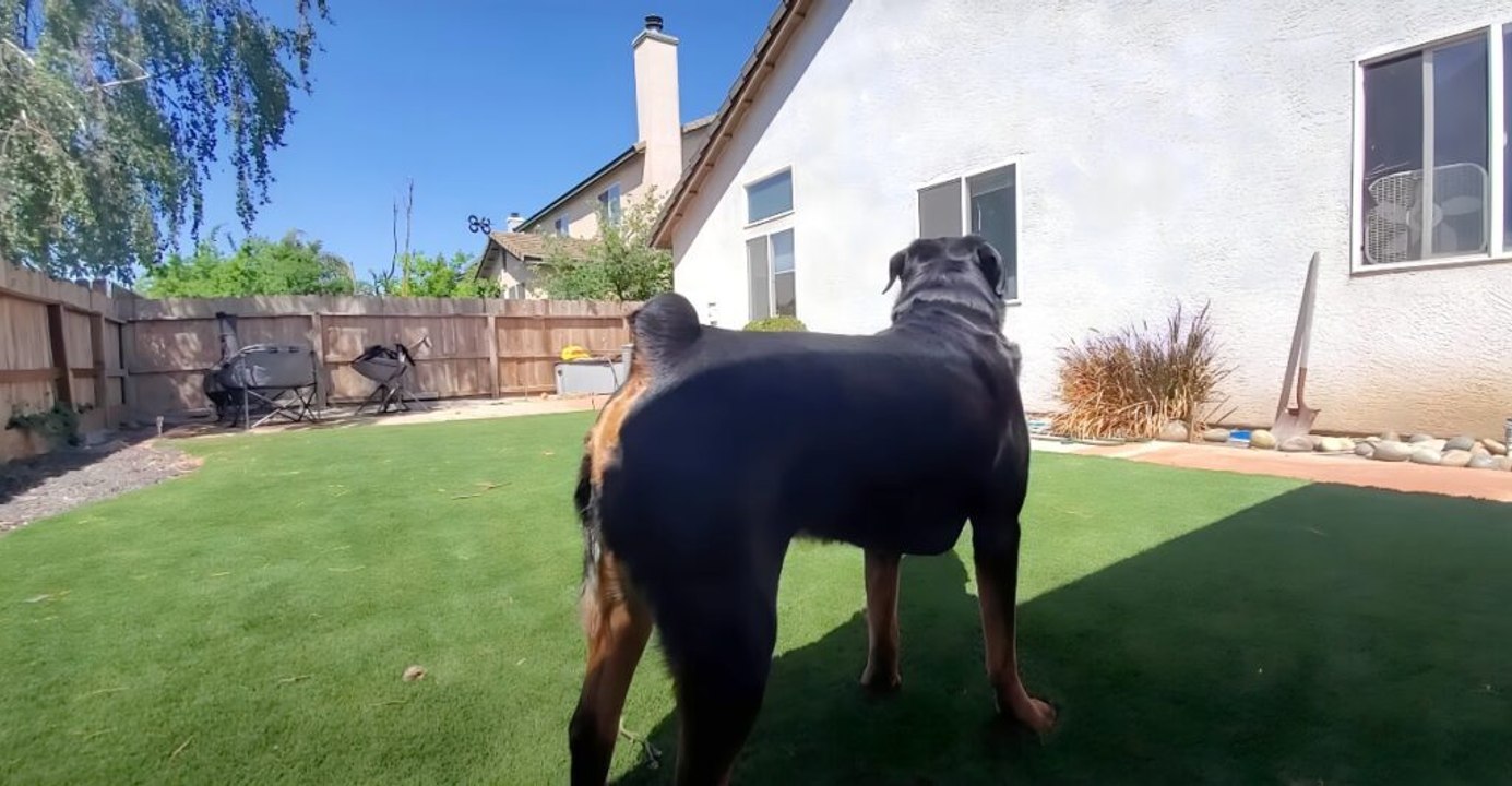 14 guard dog breeds that deter intruders