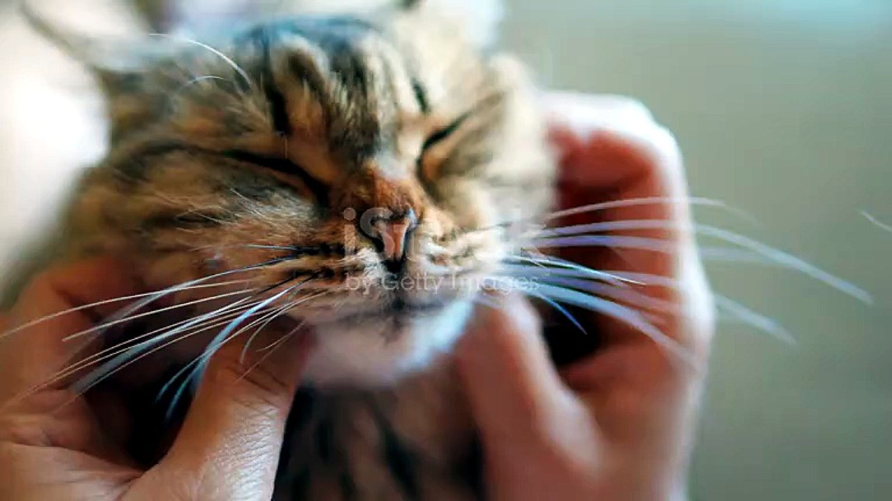 Cute cat😍