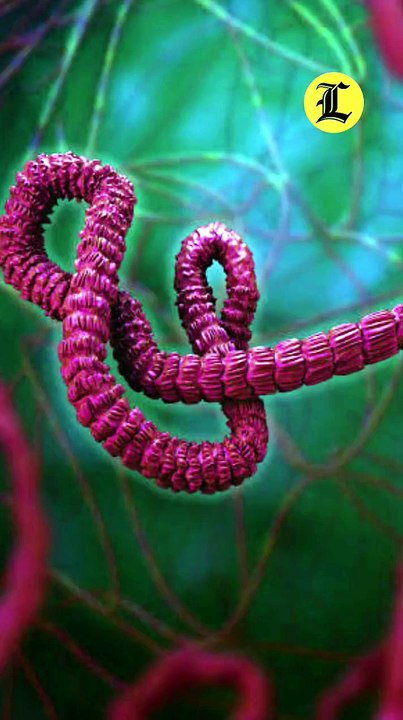 ¿Cuál es la diferencia entre la leptospirosis y el hantavirus?