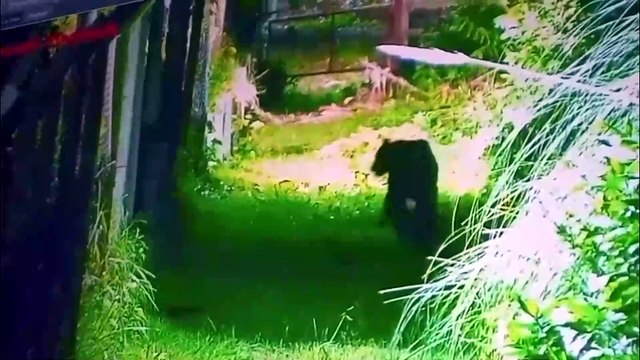 Alarma en Escobar por la aparición de un puma cerca de un barrio privado