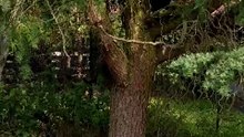 Find two cats :) #cat #Catlover #funnycats