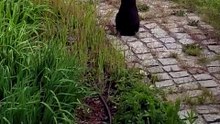Morning monitoring of the backyard🐾 #cat #funnycats #catlover