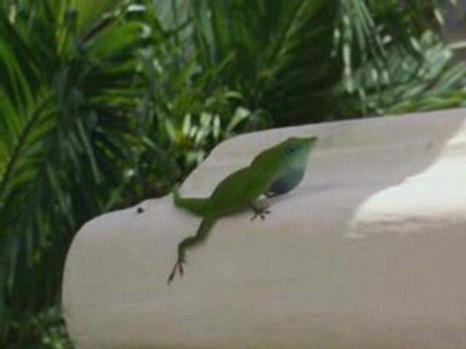 Drôle de Lézard fou