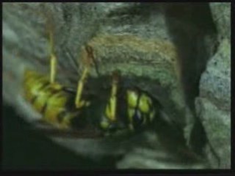 HAYVANLAR ALEMININ MIMARLARI