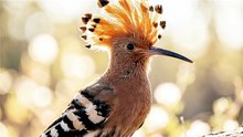 Hoopoe Crest Expansion Reveal