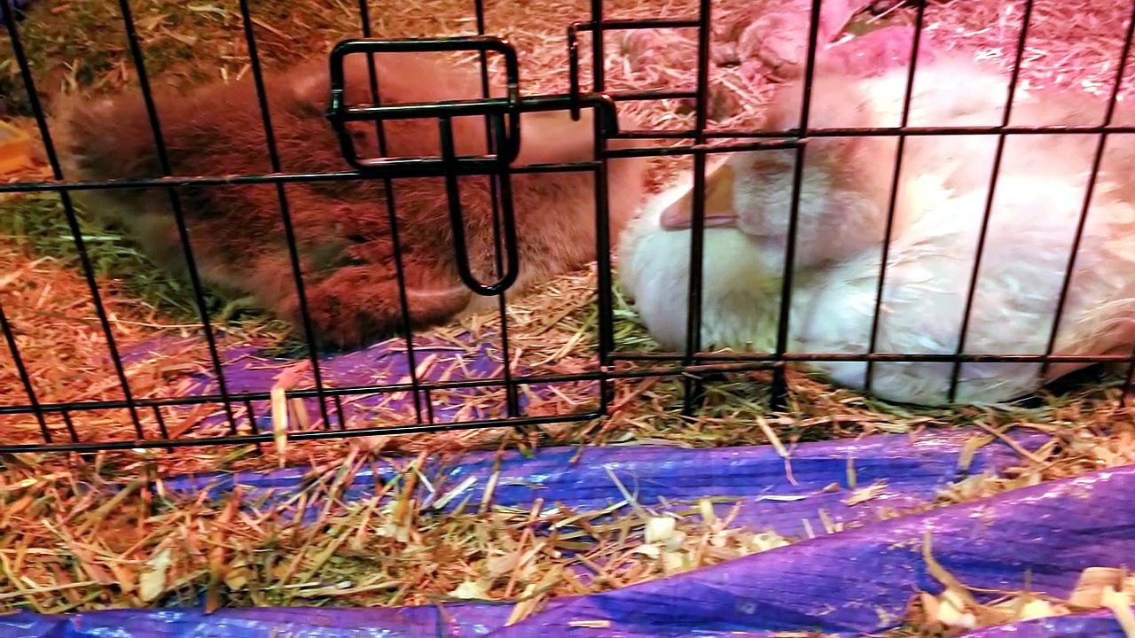 Throwback to the adorable young Lemongrab and Tooey peacefully sleeping together. | #SparklegleamFarm #Tooey #Lemongrab #homestead #goose #farmanimals #soft #cute