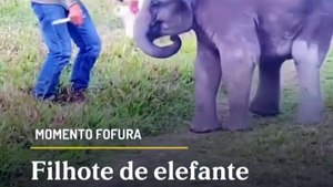 Filhote de elefante fica chateado após cuidador desviar de abraço de brincadeira #animais #viral