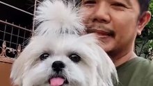 🔴 TUESDAY WORKOUT WITH PICKLES #shihtzu