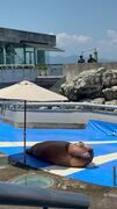 Walrus Performs Crunches at Japanese Zoo