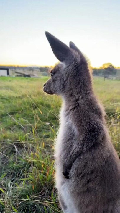Australian kangaroo 🦘