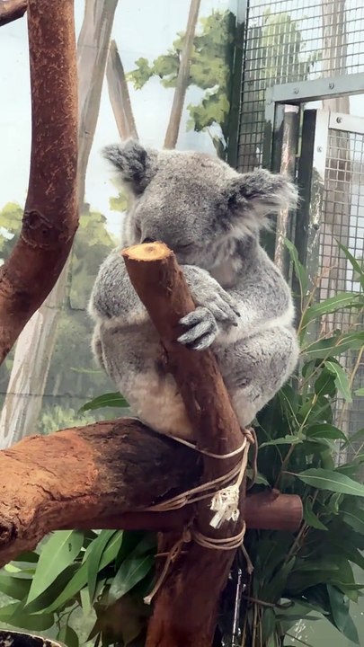 Australian koala 🐨