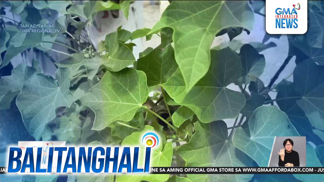 4 na estudyante, naospital matapos malason ng kinaing prutas ng halamang galumbang o tuba-tuba | Balitanghali