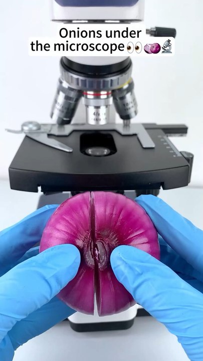 Onion under microscope