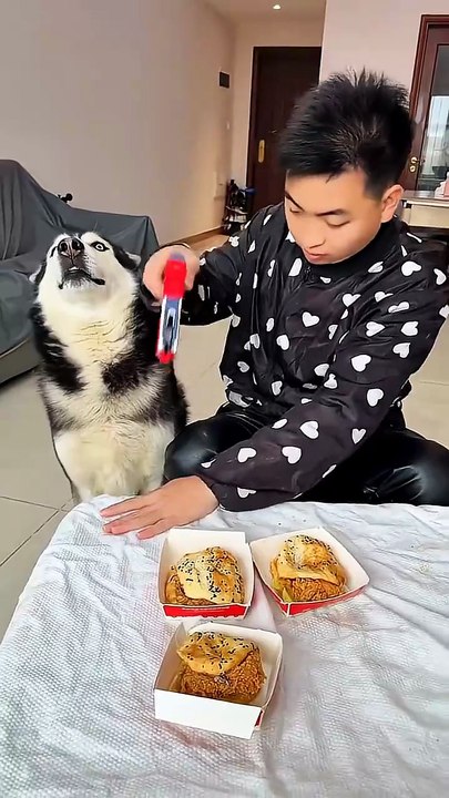 This dog is both naughty and fun-loving... People and dogs are always going crazy