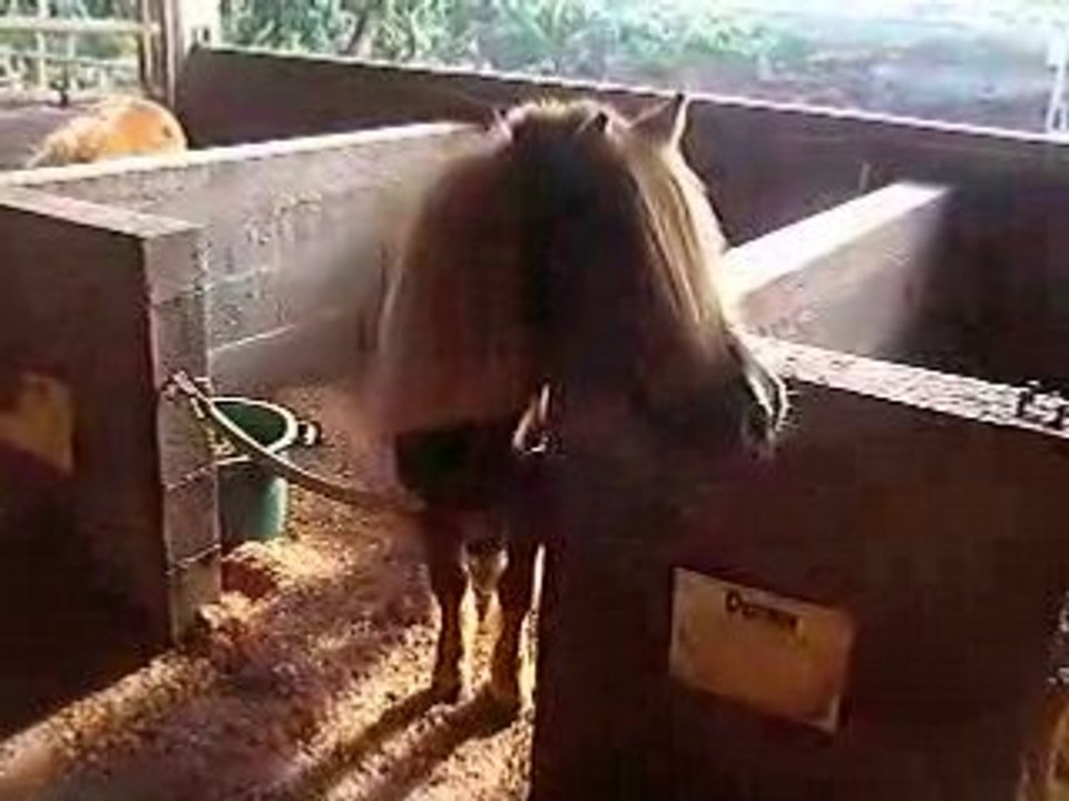 Ponette de dressage!