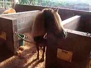 Ponette de dressage!