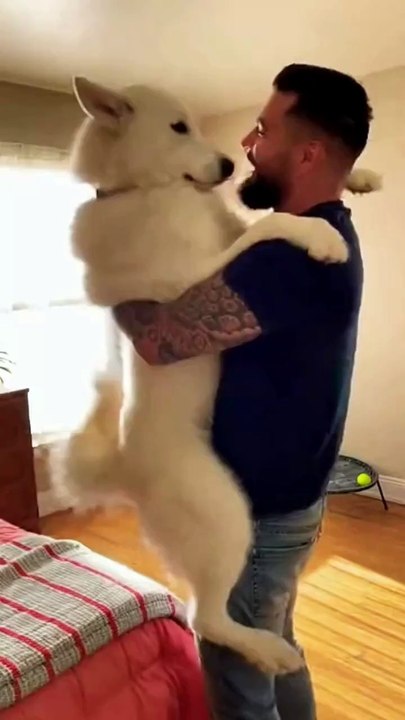 Dog and Owner Affection video