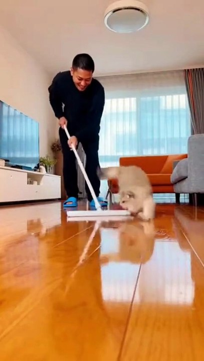 Cat video #cat #kingdomofawais