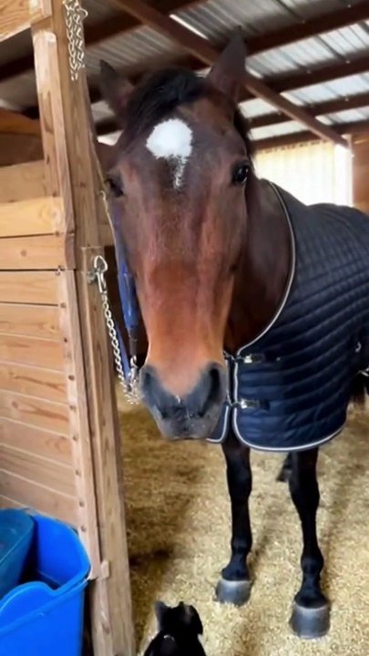 Cat and Horse #cat #horse #kingdomofawais
