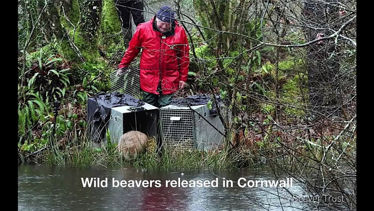 Wild beavers released in Cornwall