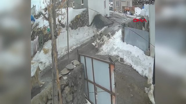 Sürüden kaptığı kazı götüren kurt, güvenlik kamerasında
