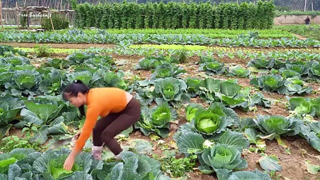 Beautiful Girl Selling Cabbage