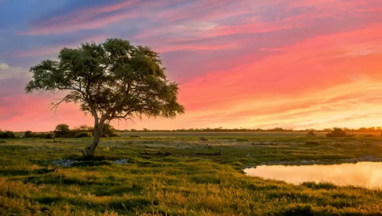 Morning Flute Music Lead by Himalayan Flute Bansuri (बाँसुरी).