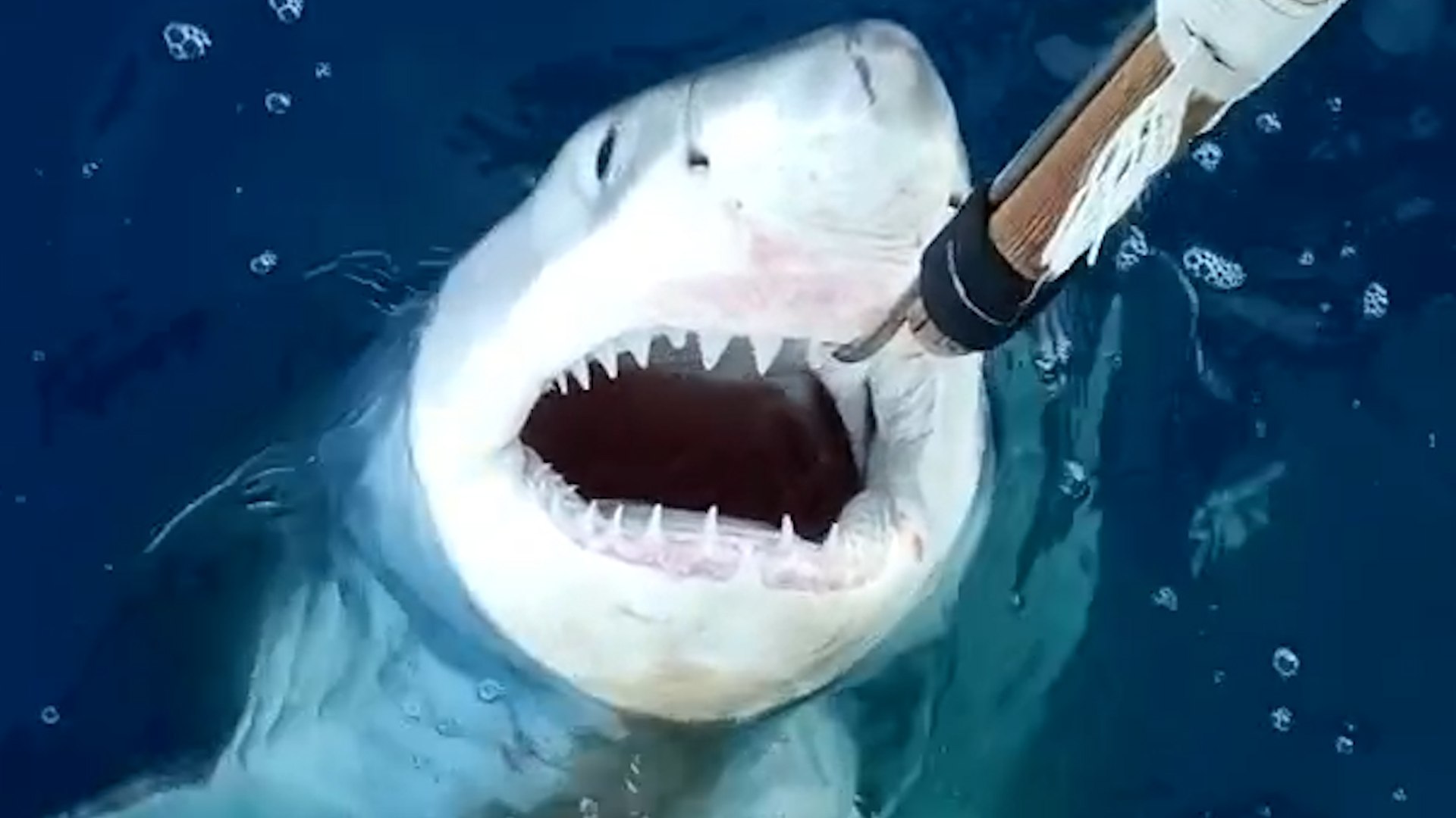 Investigadores del Instituto Espa�ol de Oceanograf�a (IEO-CSIC), en colaboraci�n con la Universidad de C�diz, han confirmado un nuevo registro de tibur�n blanco (Carcharodon carcharias) en aguas del Mediterr�neo espa�ol, uno de los avistamientos m�s relevantes de esta especie en las �ltimas d�cadas. El hallazgo ha sido publicado recientemente en la revista cient�fica Acta Ichthyologica et Piscatoria.

El ejemplar fue capturado de forma accidental por un pescador en abril de 2023, a unas 20 millas n�uticas de la costa entre D�nia y J�vea, una zona pr�xima a las rutas habituales del at�n rojo y en plena temporada de pesca. El tibur�n med�a alrededor de 210 cent�metros de longitud y pesaba entre 80 y 90 kilos, lo que indica que se trataba de un individuo joven, ya que el tibur�n blanco no alcanza la madurez hasta superar los cuatro metros y medio.

Este registro se suma a un n�mero muy reducido de avistamientos verificados en aguas espa�olas, siendo el anterior en junio de 2018, cuando se observ� un gran ejemplar cerca del Parque Nacional de Cabrera, en Baleares.

Seg�n explica Jos� Carlos B�ez, investigador del IEO-CSIC y autor principal del estudio, el trabajo ha sido posible gracias a la colaboraci�n con el sector pesquero, clave para documentar este tipo de capturas excepcionales. El an�lisis confirma que el tibur�n blanco mantiene una presencia persistente pero extremadamente infrecuente en el Mediterr�neo espa�ol, lo que dificulta enormemente su detecci�n.