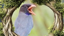 Tengkek Buto (Pelargopsis capensis)
