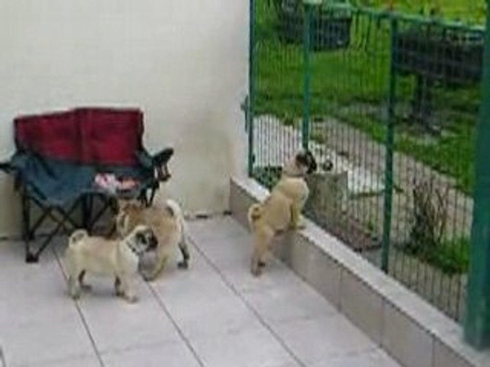 31 Mai - Puppies playing