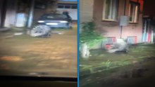 Aydın'da nesli tükenme altındaki oklu kirpi görüldü