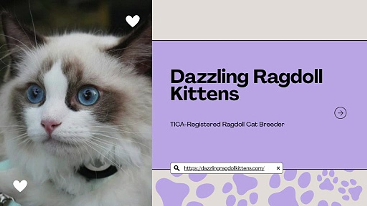 Dazzling Ragdoll Kittens - Ragdoll Breeders From Spokane, WA