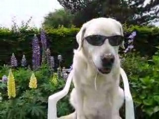 Pitou is a rock'n'roll star