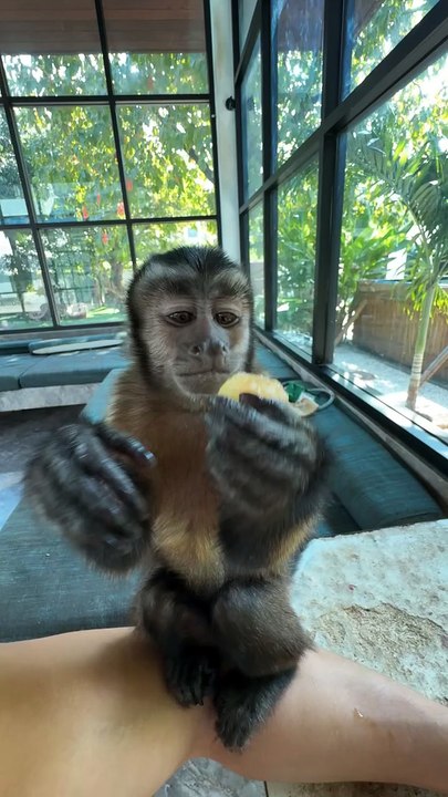 Milo 🐒