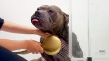 Paralyzed Pittie Loves Bath Time With His Mama